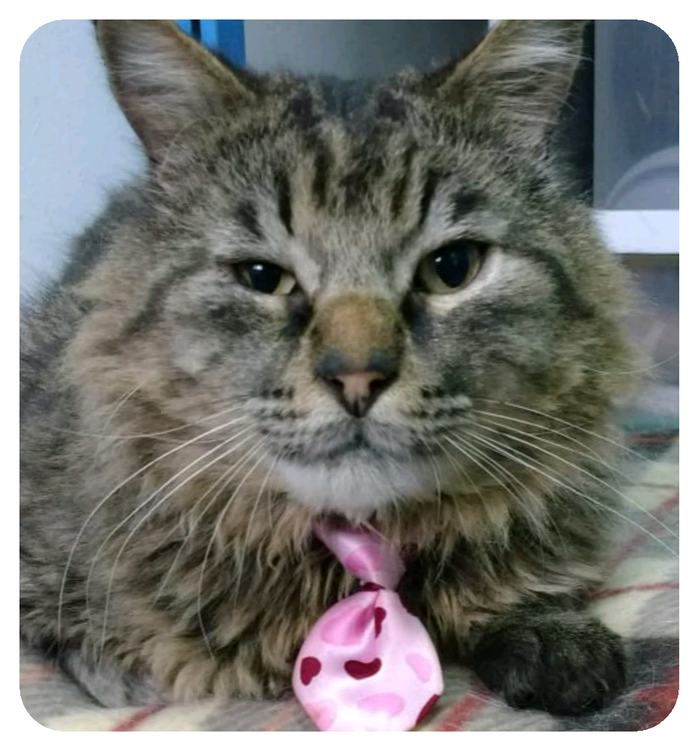 Gato mirando a la cámara directamente mientras descansa