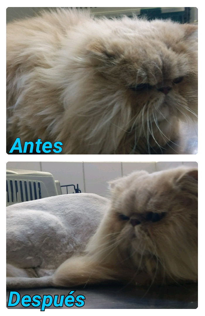 “Peluquería felina”